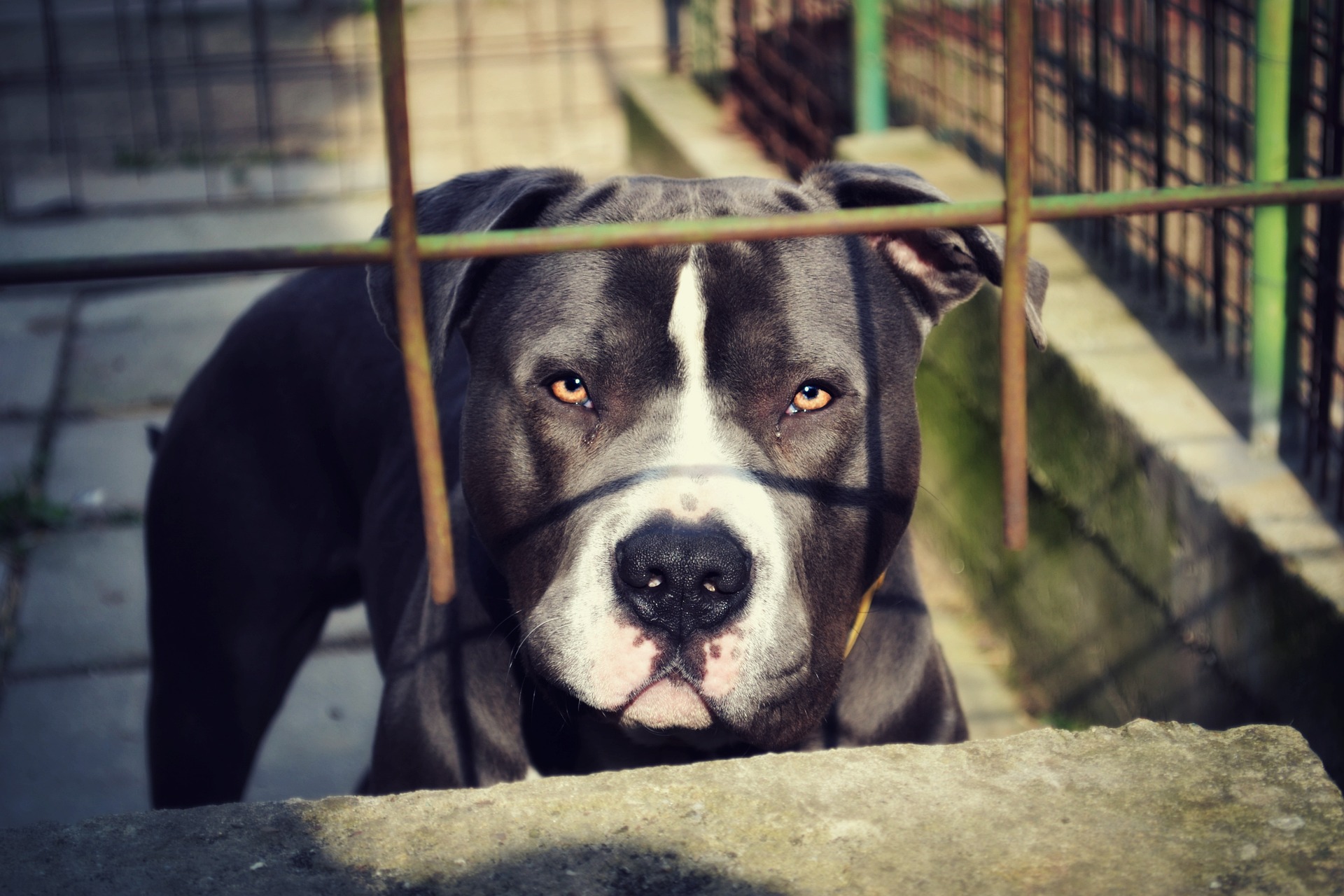 dog in a cage