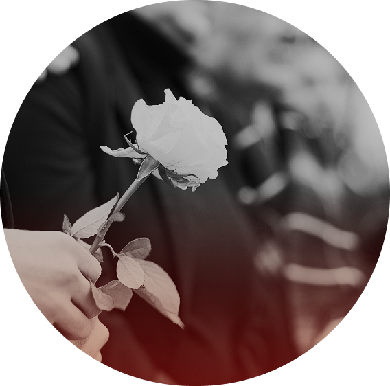 white rose